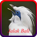 Master Kicau Jalak Bali Offline icon