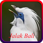 Kicau Jalak Bali Offline icono