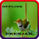 Masteran Prenjak Offline APK