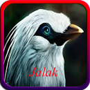 Masteran Kicau Burung Jalak APK