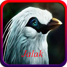 Masteran Kicau Burung Jalak icon