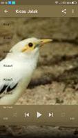 Masteran Kicau Burung Jalak poster