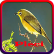 Masteran Pleci Offline