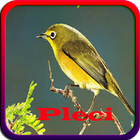 Masteran Pleci Offline biểu tượng