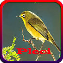 Masteran Pleci Offline APK