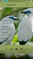 masteran kicau burung poksai poster