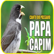 canto do passaro papa capim