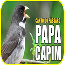 canto do passaro papa capim APK