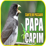 canto do passaro papa capim biểu tượng