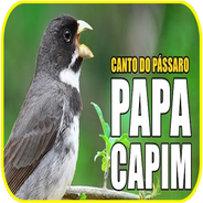 canto do passaro papa capim APK for Android Download