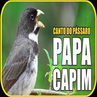 canto do passaro papa capim ảnh chụp màn hình 2