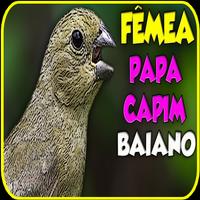 Novo fameo papa capim 截图 2