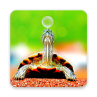 Turtle Wallpapers آئیکن