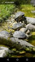 Turtle Wallpapers اسکرین شاٹ 1