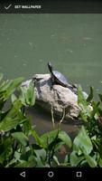 Turtle Wallpapers اسکرین شاٹ 2