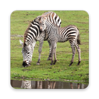 Zebra Wallpapers-icoon