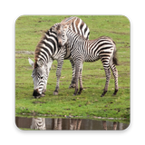 Zebra Wallpapers أيقونة