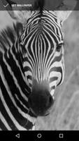 Zebra Wallpapers capture d'écran 1