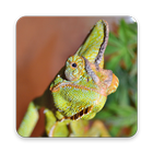 Exotic Chameleon Wallpapers أيقونة