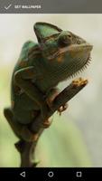 Exotic Chameleon Wallpapers Affiche