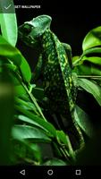 Exotic Chameleon Wallpapers स्क्रीनशॉट 1