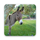 Cute Donkey Wallpapers APK