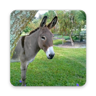 Cute Donkey Wallpapers icon