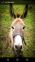 Cute Donkey Wallpapers Affiche