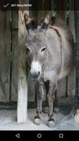 Cute Donkey Wallpapers screenshot 1