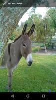 Cute Donkey Wallpapers screenshot 2