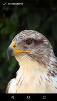 Fierce Falcon Wallpapers 截圖 1