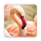 Crimson Flamingo Wallpapers icône
