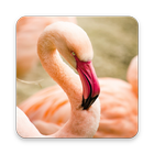 Crimson Flamingo Wallpapers simgesi