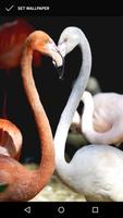 Crimson Flamingo Wallpapers ภาพหน้าจอ 1