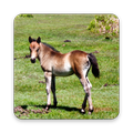 Adorable Horse Foal Wallpapers