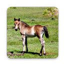 APK Adorable Horse Foal Wallpapers