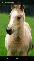 Adorable Horse Foal Wallpapers gönderen
