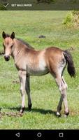 Fonds d'écran cheval poulain capture d'écran 3