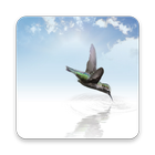 Hummingbird Wallpapers-icoon