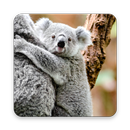 APK Cuddly Koala Wallpaper