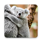 Cuddly Koala Wallpaper icône