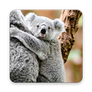 Cuddly Koala Wallpaper APK