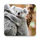 Cuddly Koala Wallpaper 圖標