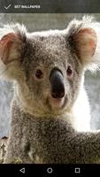 Cuddly Koala Wallpaper capture d'écran 3