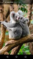 Cuddly Koala Wallpaper Cartaz