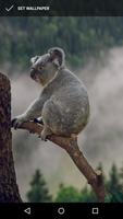 Cuddly Koala Wallpaper capture d'écran 1