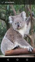 Cuddly Koala Wallpaper 스크린샷 2