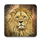 Lion Wallpapers-icoon