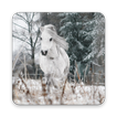Pony Wallpapers: Equine Horse Lovers