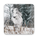 Pony Wallpapers: Equine Horse Lovers APK